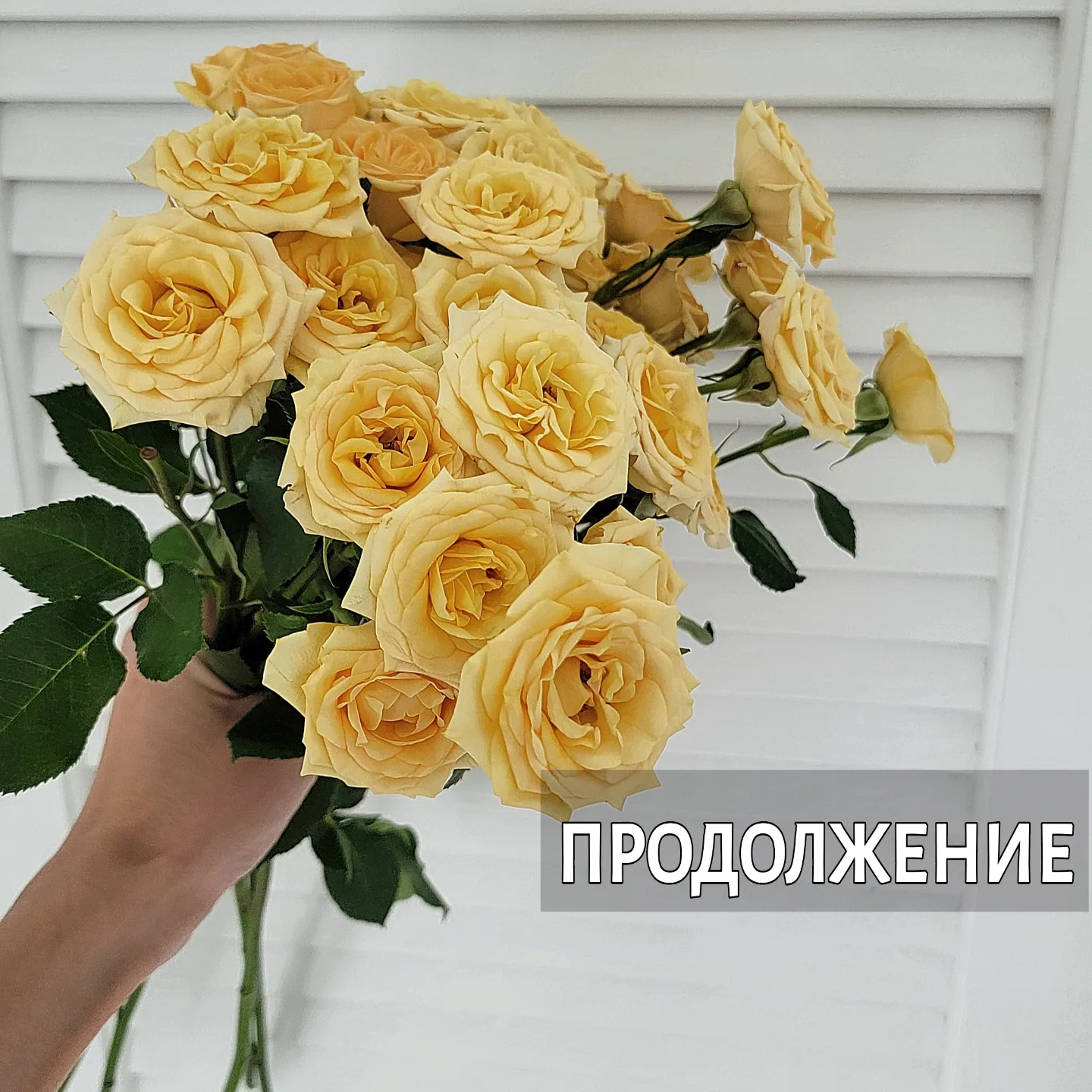 Продолжаем анализ диалогов главных героев фильма "Касабланка" 1942 г. В прошлом посте разбирали диалоги между Ильзой и Риком. В этом посте проанализируем диалоги между Ильзой и её мужем Виктором. В них много красоты, уважения друг к другу. Они - прекрасный пример хороших границ в постоянной паре, особенно в кризисные периоды.
⠀
Контекст - Виктору и Ильзе срочно нужно лететь в Штаты из Касабланки, но визу в Америку очень сложно достать. Люди годами остаются в Касабланке, ожидая возможности эмигрировать.
⠀
Виктор пытается договориться с местным чиновником продать ему 2 визы, но тот отвечает, что может достать только одну - на Ильзу.
⠀
Оставшись с женой наедине,  Виктор пытается убедить Ильзу, что ей нужно одной лететь в Америку, а он позже присоединится. Ильза спрашивает:
⠀
- А если бы я была вынуждена остаться здесь, а не ты - разве ты бы уехал и оставил меня одну?
- Конечно!
⠀
Ильза не верит и припоминает ему случаи, когда он ради неё рисковал своей жизнью, но не оставлял её.
⠀
- Я тебя очень люблю - отвечает ей муж.
⠀
Что мы видим здесь? И Ильза, и Виктор ставят интересы друг друга на первое место. Для мужчины безопасность его жены важнее собственной жизни. Ильза тоже не согласна оставлять мужа в опасности.
⠀
Виктор неудачно попытался обмануть жену, сказав, что в зеркальной ситуации он бы её оставил одну, но Ильза знает, что муж таким образом пытается уговорить её уехать, чего она делать категорически не согласна.
⠀
И вот, они ищут способ добыть 2 визы в США.
⠀
Для этого Виктор идёт к Рику, зная, что у того есть возможность дать 2 пропуска на самолёт в Америку. Виктор не в курсе, что Рик - бывший возлюбленный Ильзы.
⠀
Рик отказывает ему продать пропуска за любые деньги. На вопрос Виктора - почему так? ‐ Рик отвечает: "спросите у своей супруги".
⠀
Виктор возвращается домой, Ильза спрашивает его о том, как прошел его разговор с Риком по поводу пропусков.
⠀
Виктор отвечает:
- Рик отказался мне их продавать, я не смог его переубедить.
- Он объяснил, почему? ‐ интересуется Ильза.
- Рик сказал, спросить об этом у тебя.
⠀
ПРОДОЛЖЕНИЕ ПОСТА В КАРУСЕЛИ⬆️⬆️⬆️